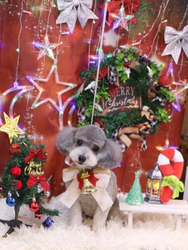 20231206チップちゃん